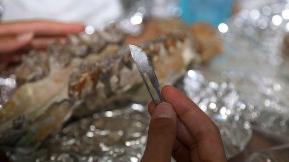 8,5 milyon yllk fosillere 'cerrahi' hassasiyet