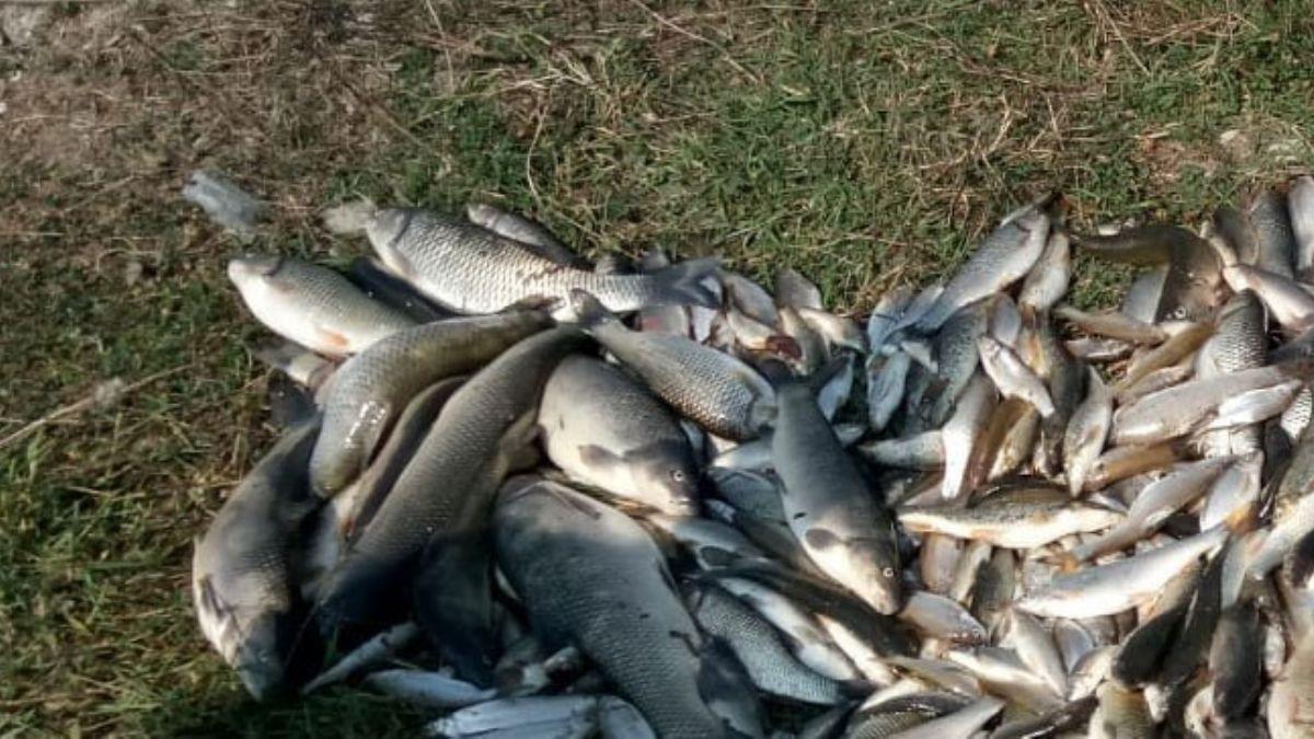 Sakarya'da toplu balk lmleri korkuttu