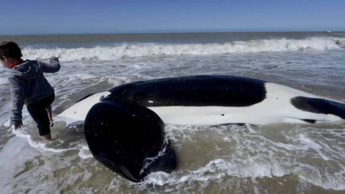 Arjantin'de sahile vuran katil balinalardan 6's kurtarld