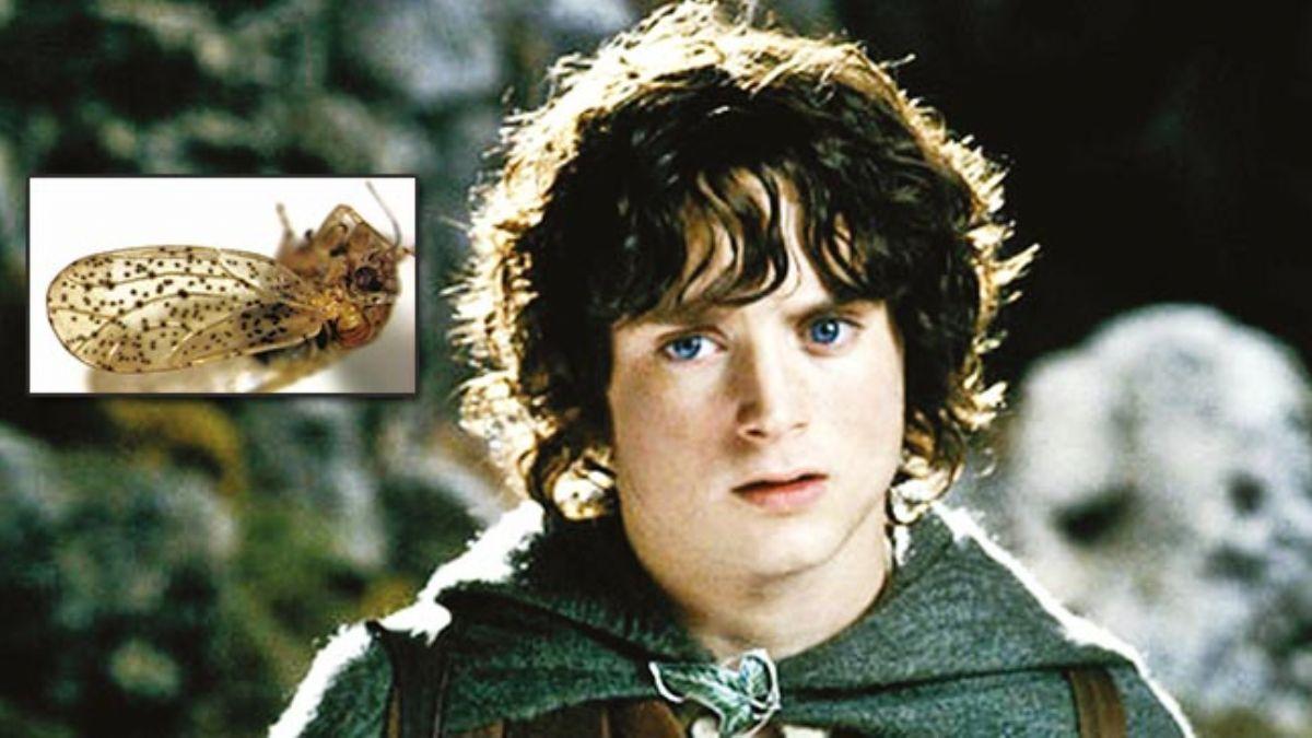 Frodo Bagginsbcek ad oldu