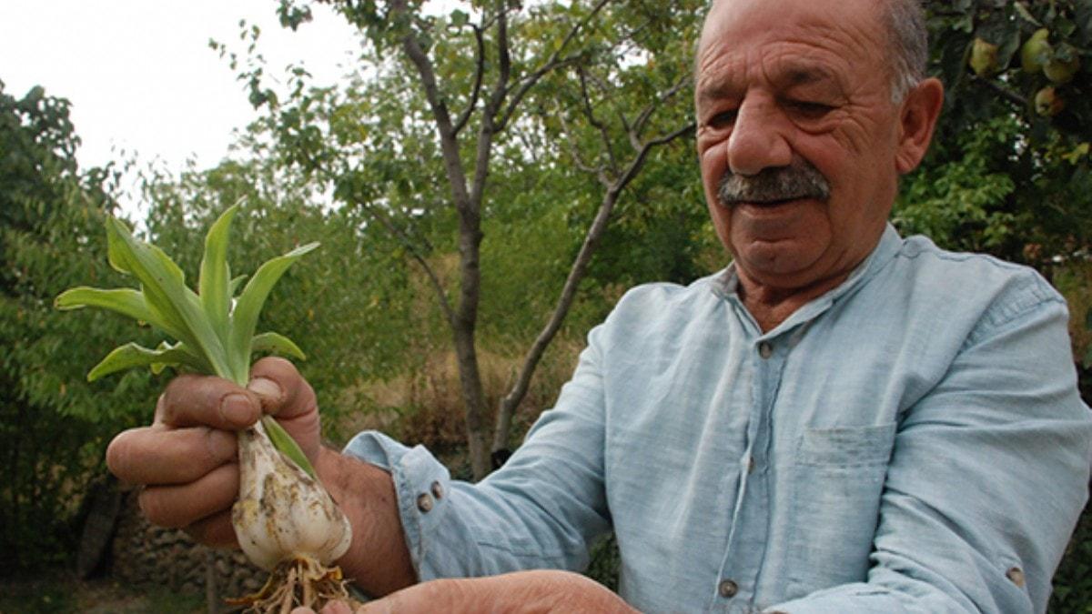 Tokat'ta yetitirilen akzamban iei ayr soan ayr para ediyor