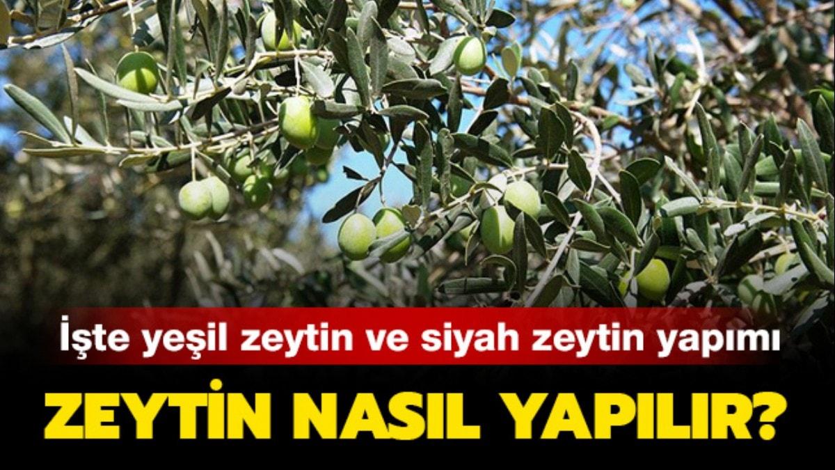 En gzel yeil zeytin ve siyah zeytin yapm: Zeytin nasl yaplr"  