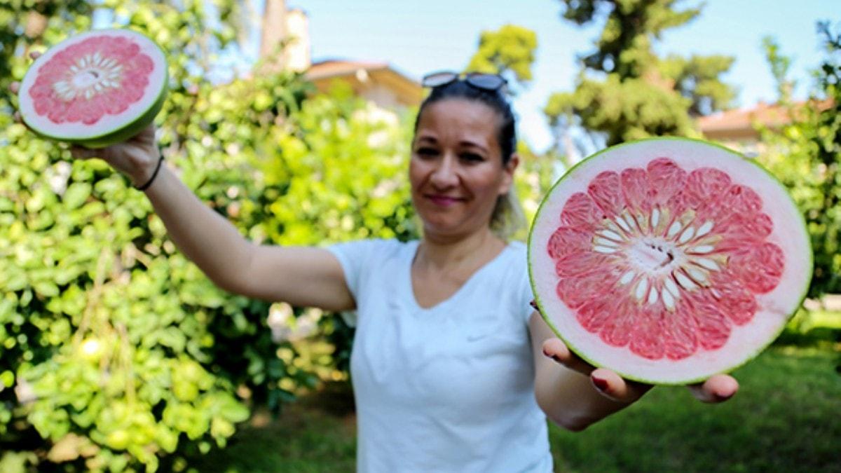 Trkiye'de sadece Antalya'da yetiiyor! Birok derde deva...