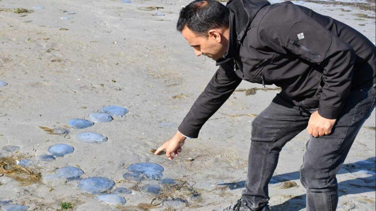 Tekirda'da korkutan grnt! Deniz ekilince ortaya ktlar