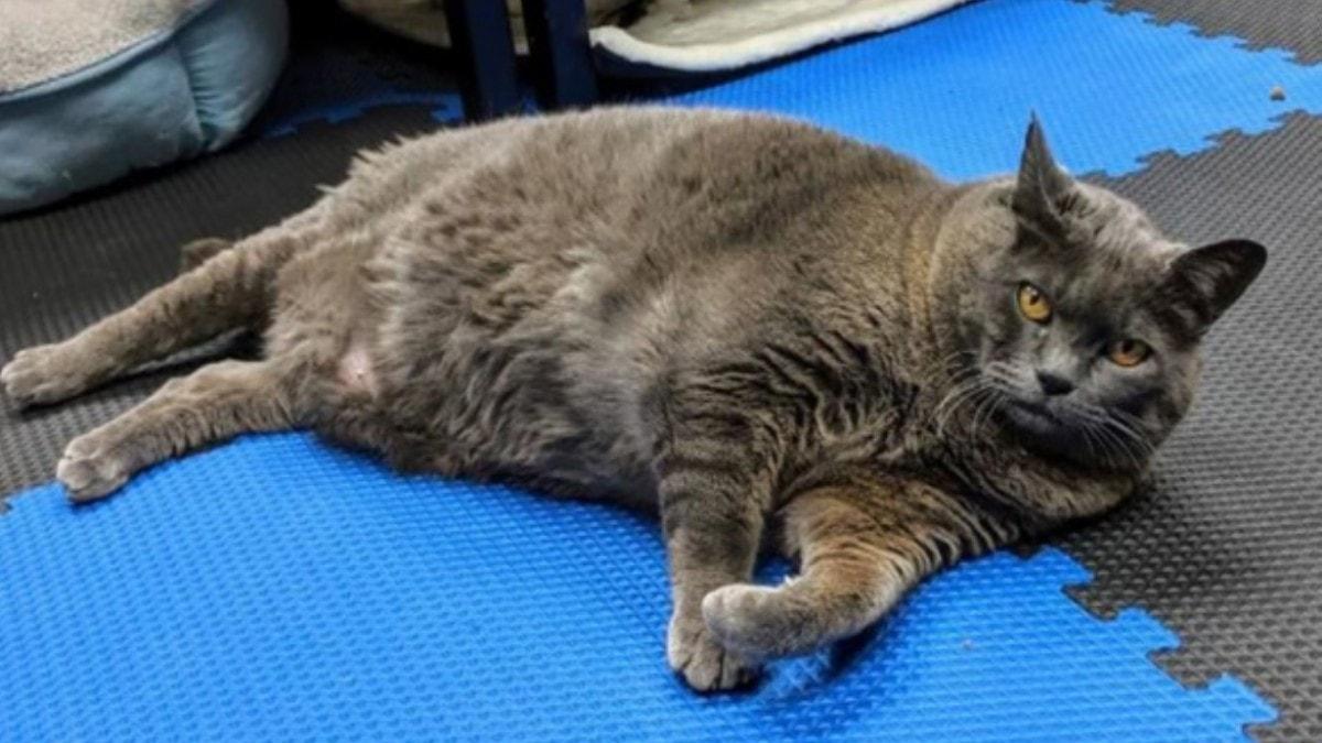 Obez kedi Cinderblock'un zayflama videolar izlenme rekorlar kryor