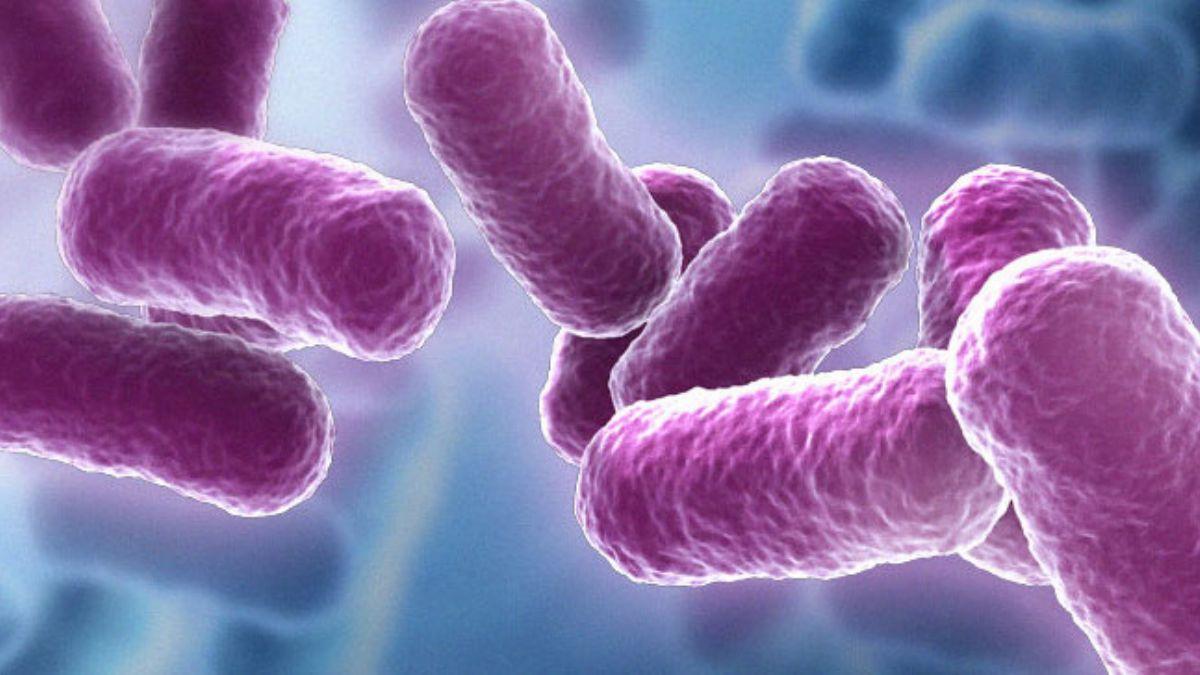 'Bacillus' adl bakterinin pet ve naylonu paralayabildii belirlendi