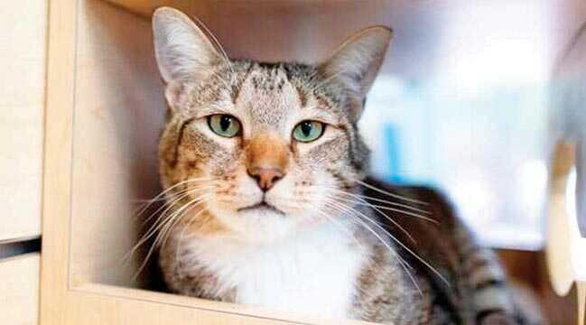 'Belalı' kedi tecrite alındı