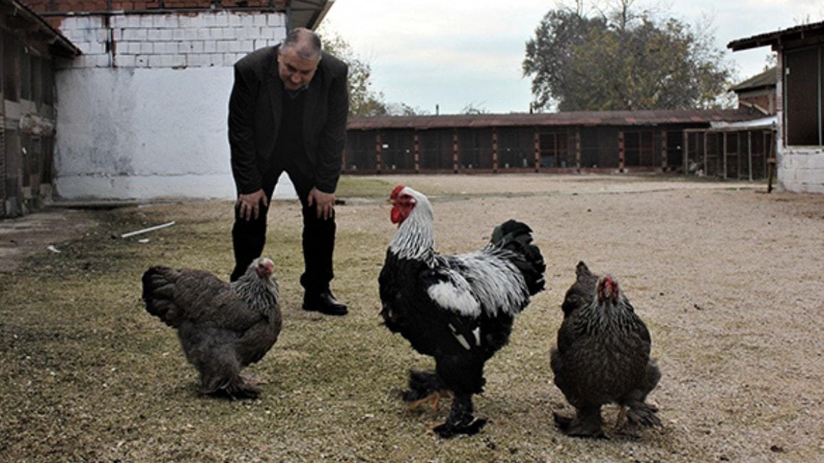 Farkl lkelerden nadir tavuklar getirdi... imdi dnyaya satyor