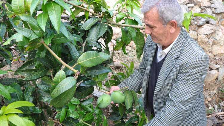 Denemek için 12 ağaç dikti! Bir yılda 45 bin lira kazandı