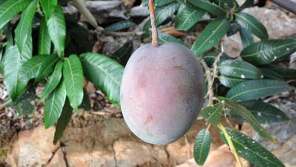 12 mango ağacı 45 bin lira kazandırdı: Bu mango altın yumurtlayan bir meyve