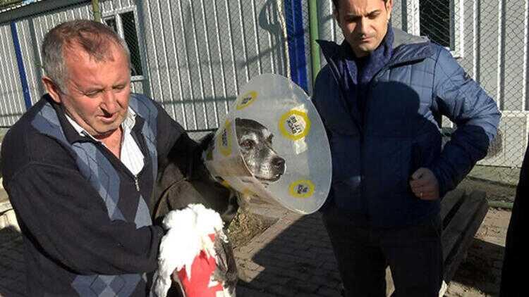 Bakırköy'de hayvan barınağında pitbull dehşeti! Paramparça etti