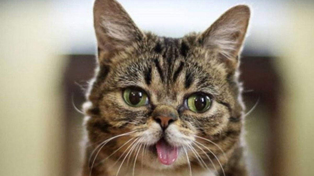 Sosyal medya hesaplarnda 5 milyon takipisi var! Fenomen kedi Lil Bub ld