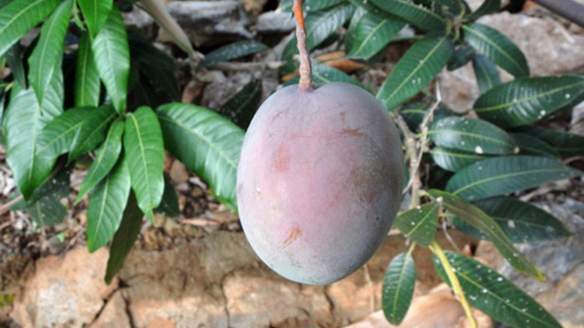12 mango aac 45 bin lira kazandrd: Bu mango altn yumurtlayan bir meyve
