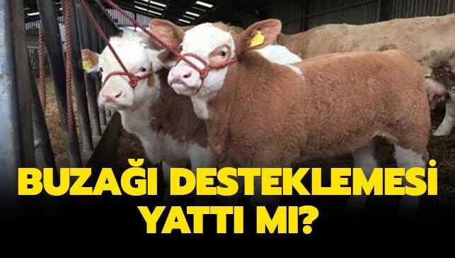 Buzağı desteklemesi ne zaman ödenecek"