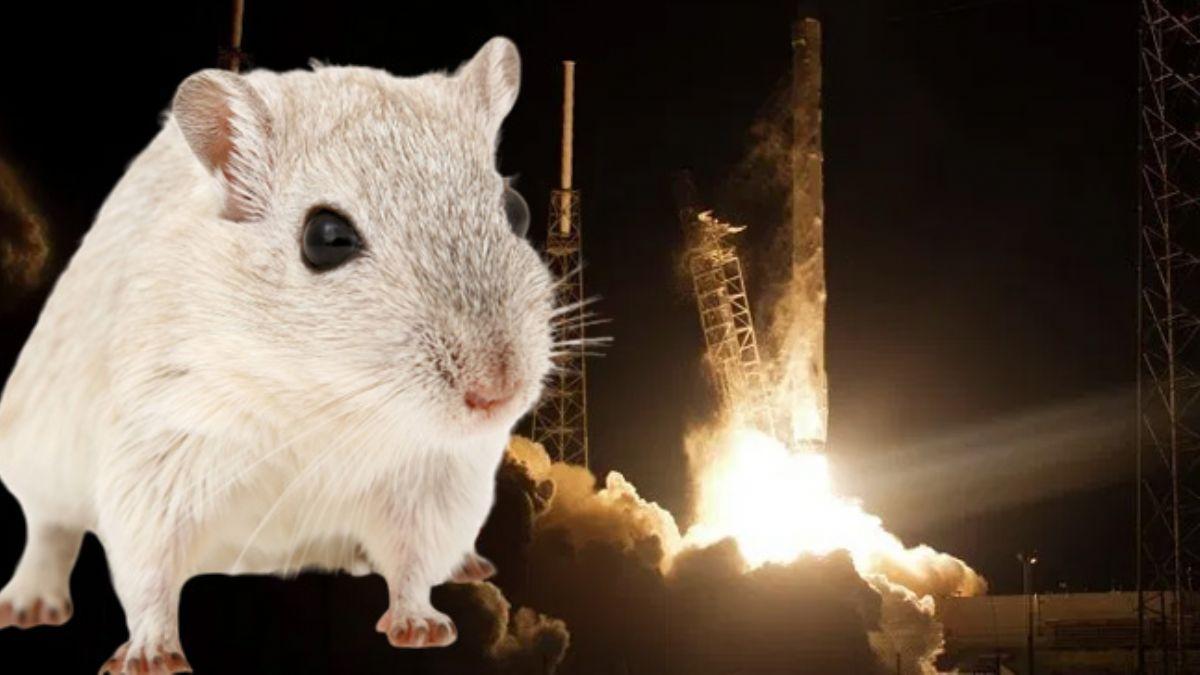 3 tonluk kargo yola kt! Uzaya 'sper fareler' gnderildi