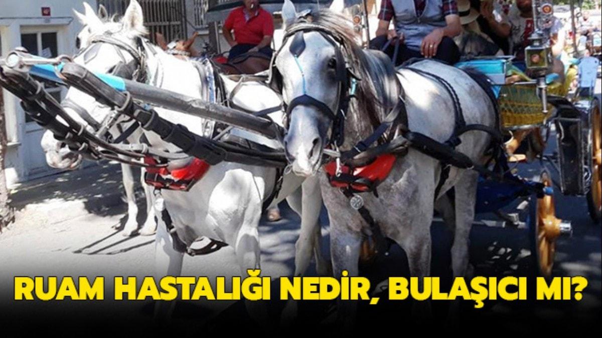 Ruam hastal bulac m" Atlarda ruam hastal nedir, belirtileri neler" 