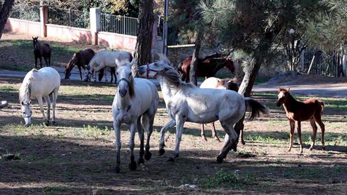 'Ruam hastal insana da bulayor, 6 ay canl kalabiliyor'