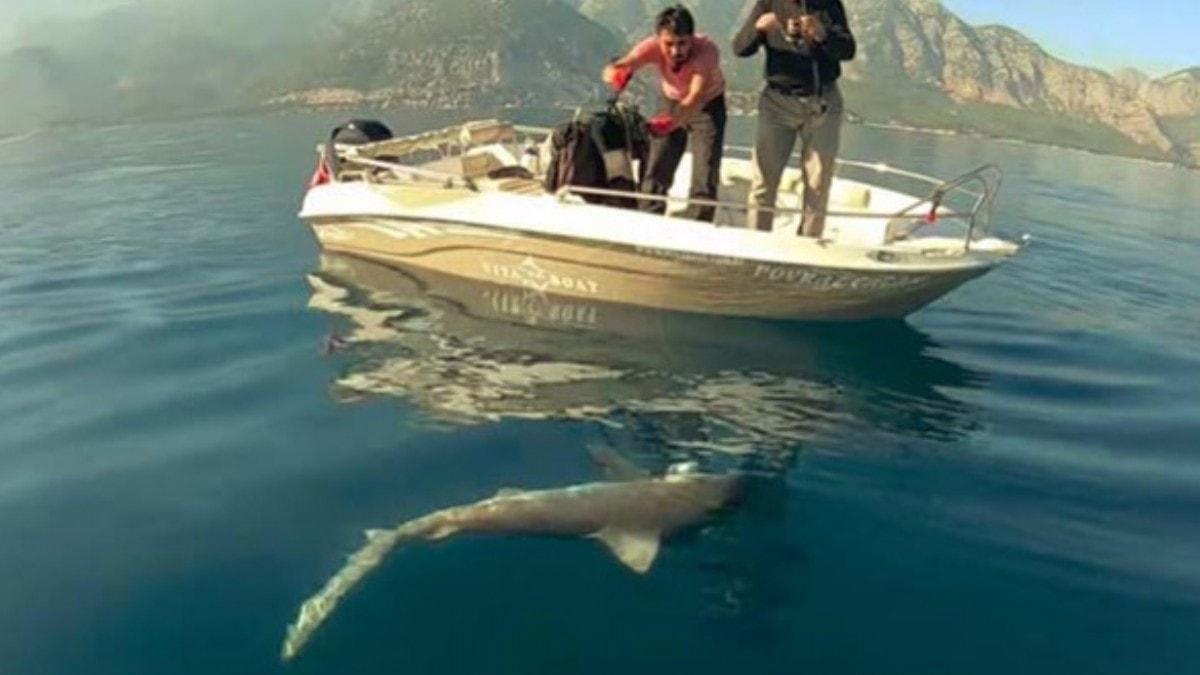 Yer: Antalya... Balklar kpek baln grnce gzlerine inanamad