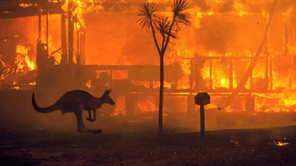 Avustralya'da kontrol altna alnamayan yangnlarda son durum... Hayvanlar tehlike altnda