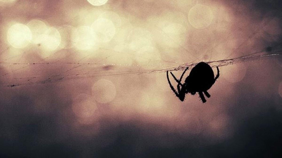 Yangn, toz frtnas, dolu, selin vurduu Avustralya'da zehirli rmcek uyars