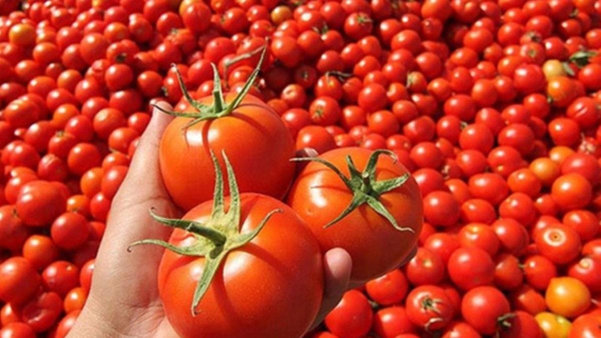 Rusya'ya domates ihracat 2019'da yzde 186 artt