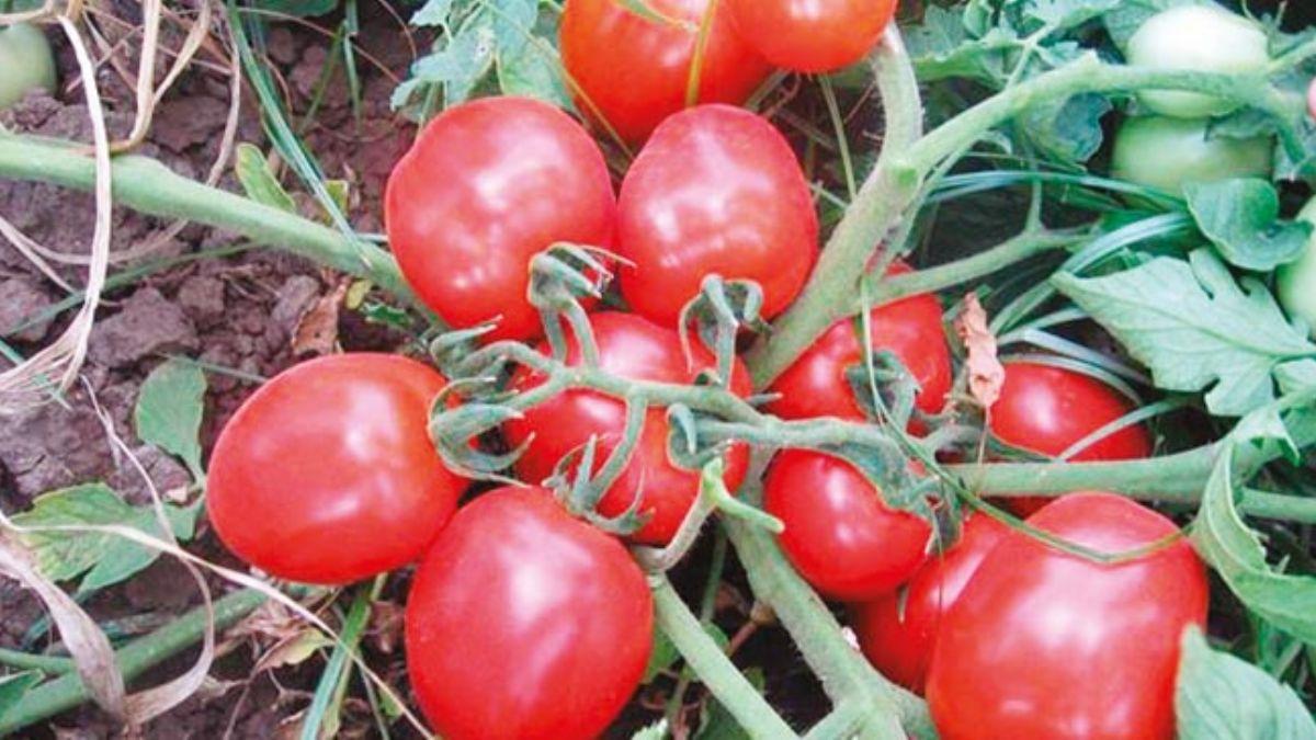 Yerli domates tohumu geri dnd