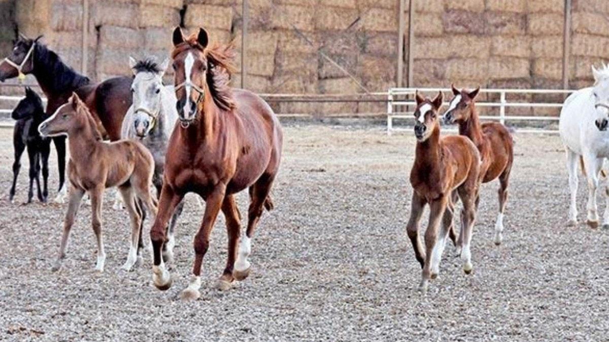 Turbo, Altaha, Ayabakan ve Tamerinolu...  Doutan ampiyonlar