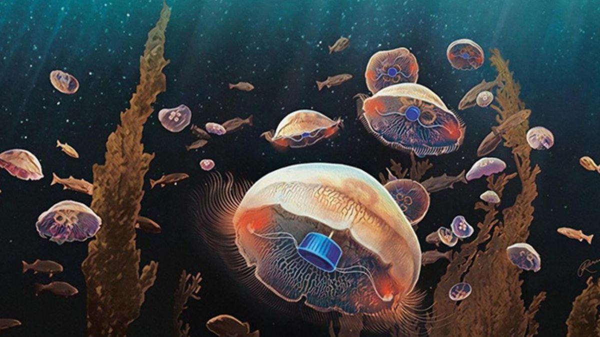 Biyonik ipli deniz analarokyanuslar kefe kyor