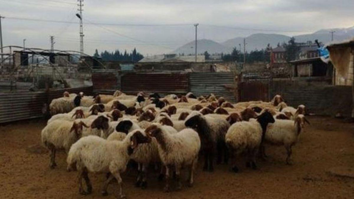 Gaziantep'in slahiye ilesinde veba alarm! Giri klar yasakland