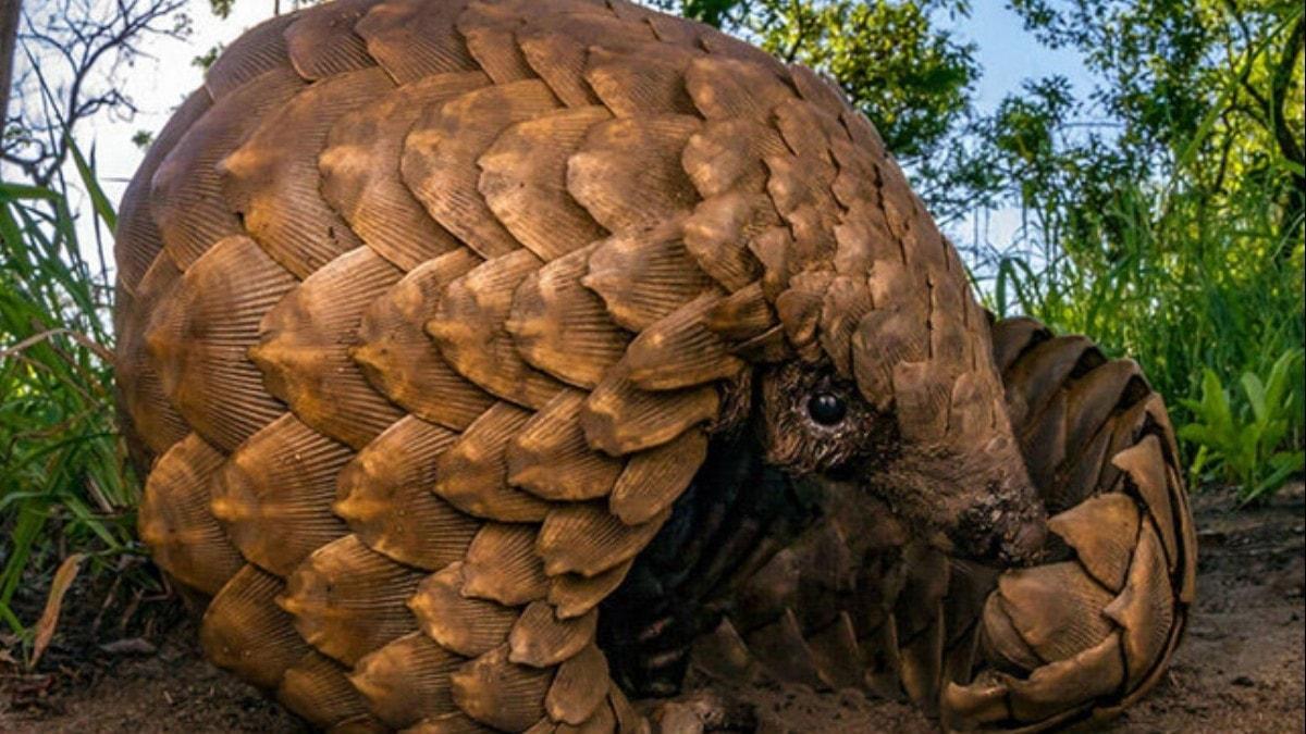 inli aratrmaclar: Coronavirs pangolinden bulam olabilir