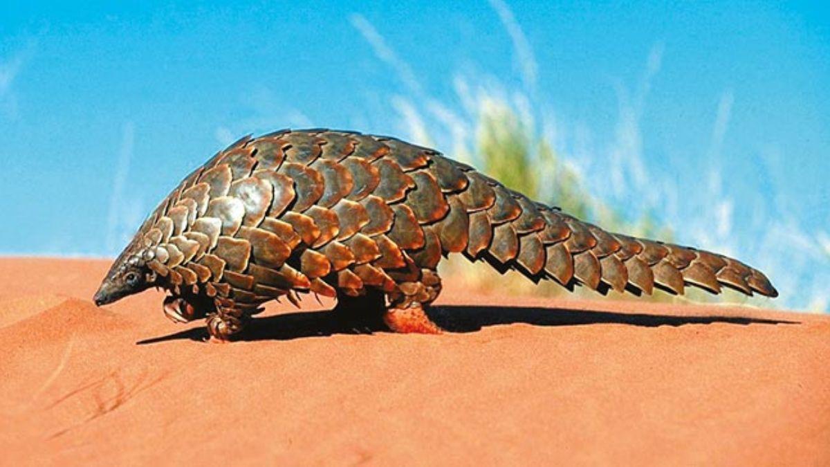 Koronavirs 'pangolin'den bulam olabilir