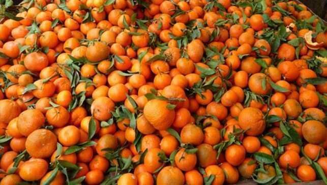 Rusya'ya en çok mandarin ihraç edildi