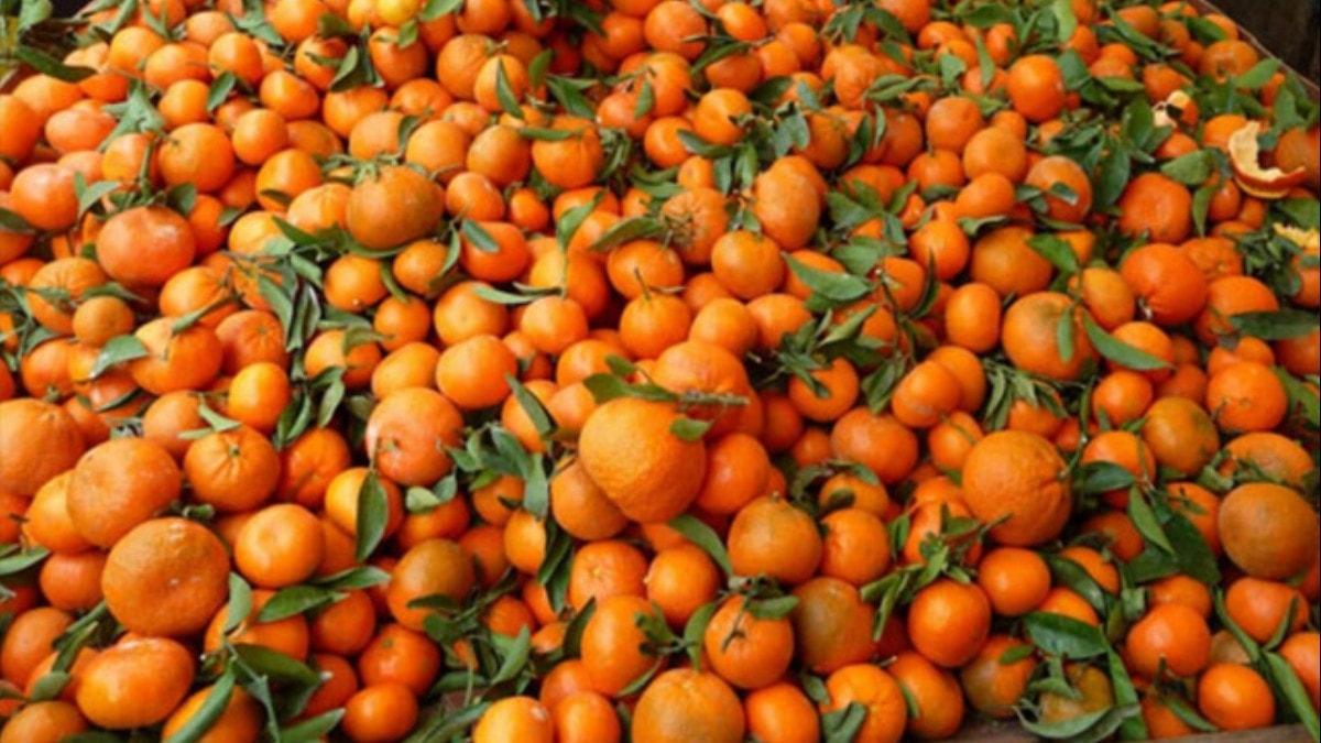 Rusya'ya en ok mandarin ihra edildi