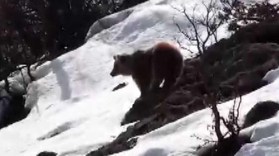 Tunceli'de boz ayı kış uykusundan uyandı