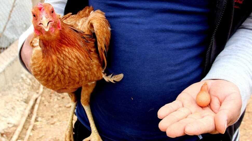 Armut şeklindeki yumurtayı duyanlar görmek için tavuğu ziyaret ediyor
