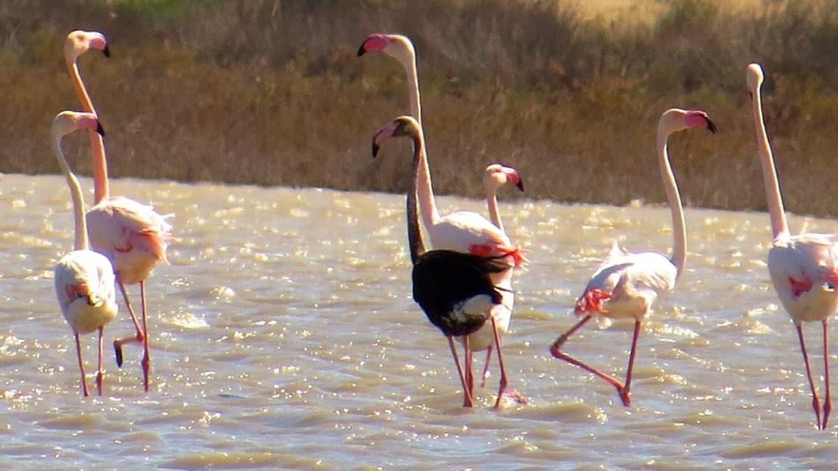 Siyah flamingo ikinci kez Trkiye'ye geldi