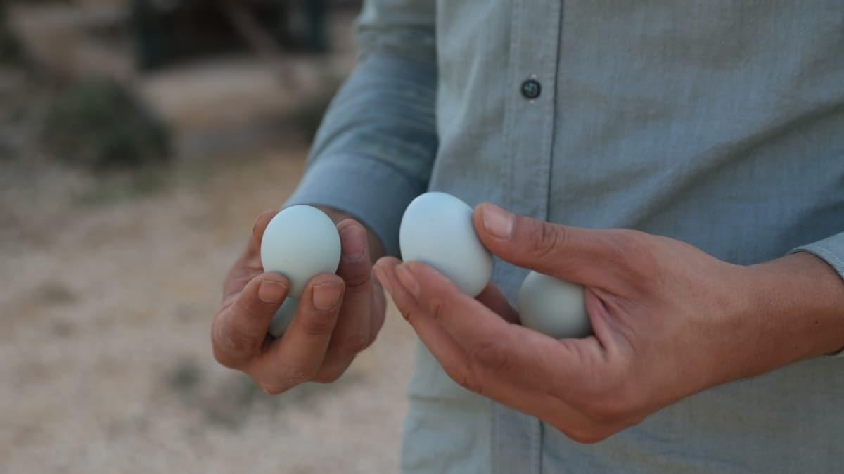 Mavi yumurtann tanesini 10 TL'ye satan giriimci taleplere yetiemiyor