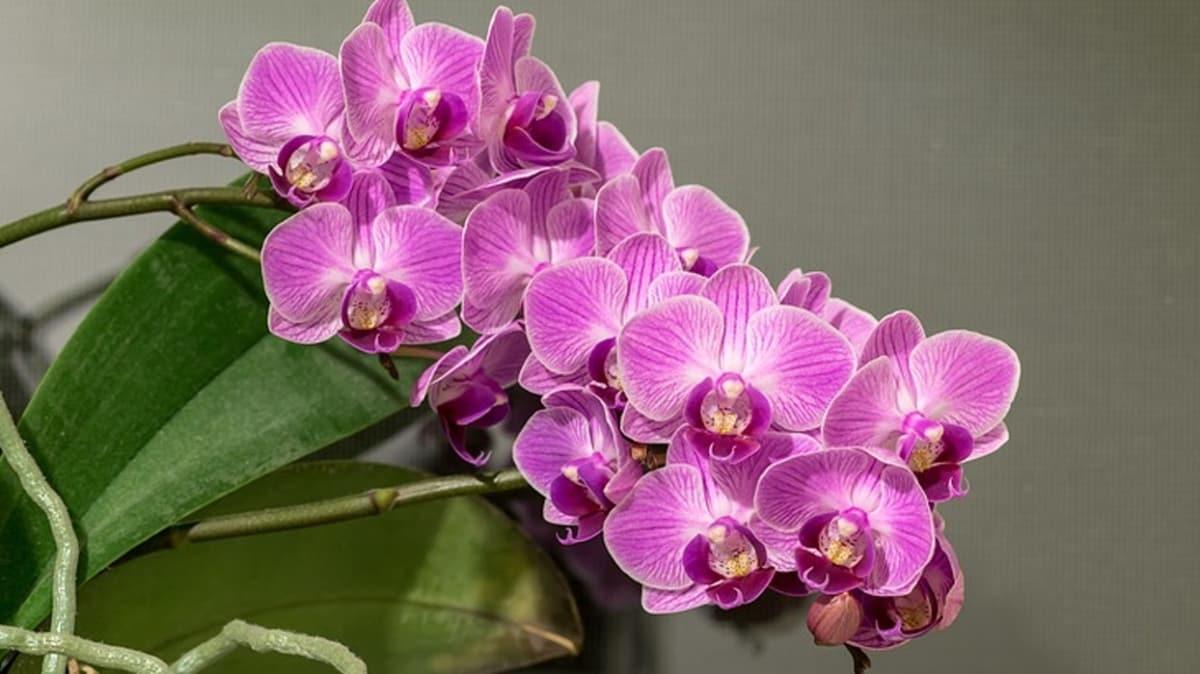 Орхидея Венозная