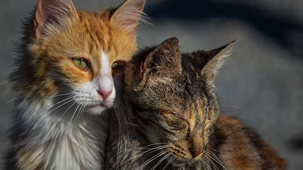 Koronavirsle ilgili arpc aratrma: En ok kediler etkileniyor