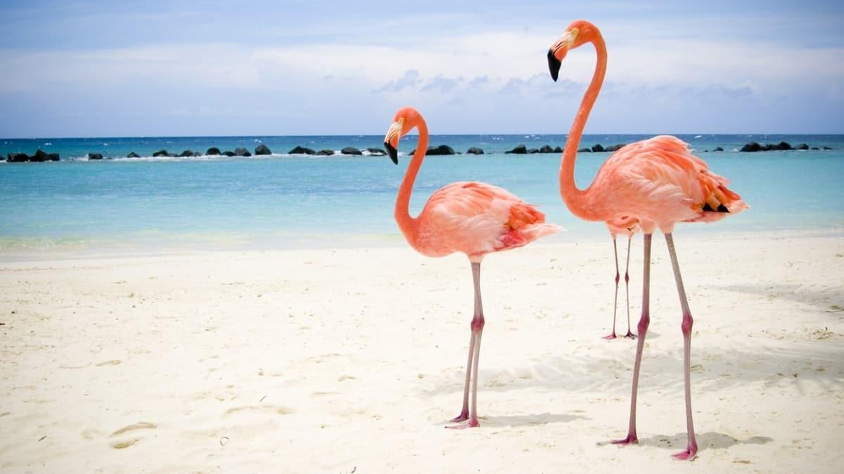 Flamingolarla ilgili dikkat eken aratrma