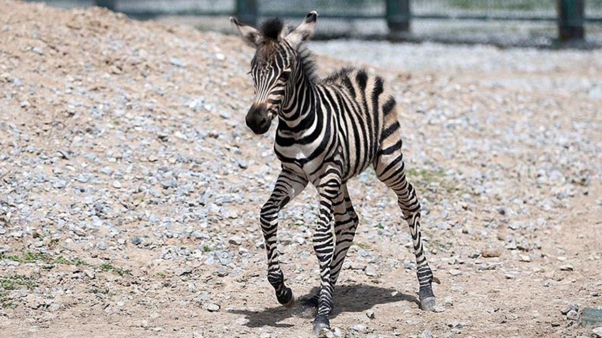 Yeni doan zebra hayvanat bahesinin neesi oldu