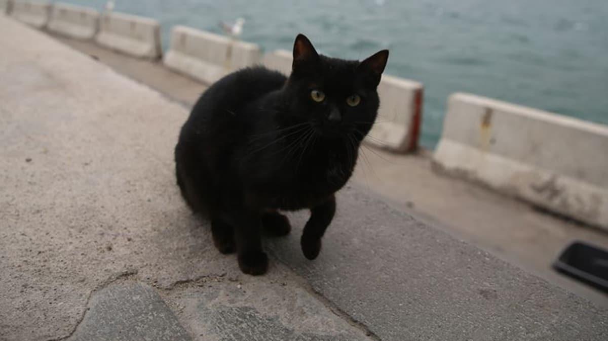 Vietnam'da siyah kedileri ldrp 'Kovid-19'a are diye yiyorlar' iddias