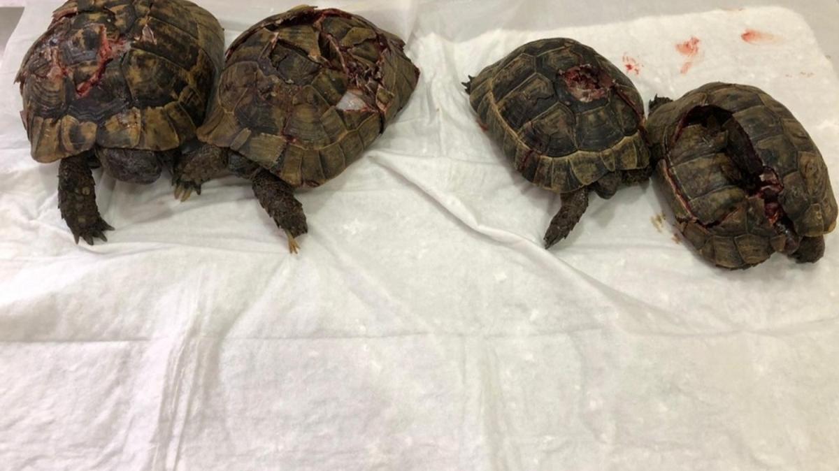 Antalya'daki kaplumbağa katliamına soruşturma