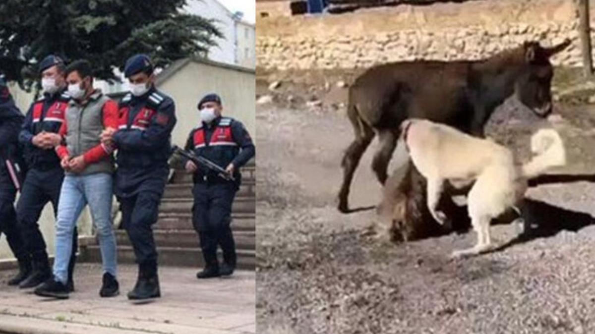 Ankara'da yavrusuna kpeklerin saldrtld eek kurtarld