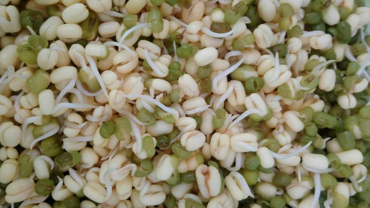 mikrofiliz nedir mikrofilizin faydas� mikrofiliz foto�raflar� resimleri