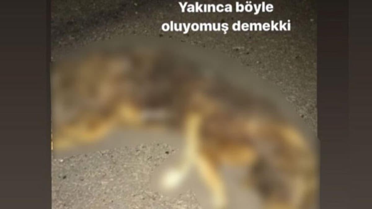 O caninin ifadesi ortaya kt! lgi ekmek iin yapm