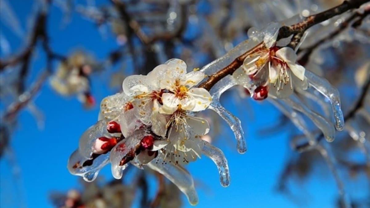 Meteorolojiden Dou Anadolu'da 6 ilde "zirai don" uyars