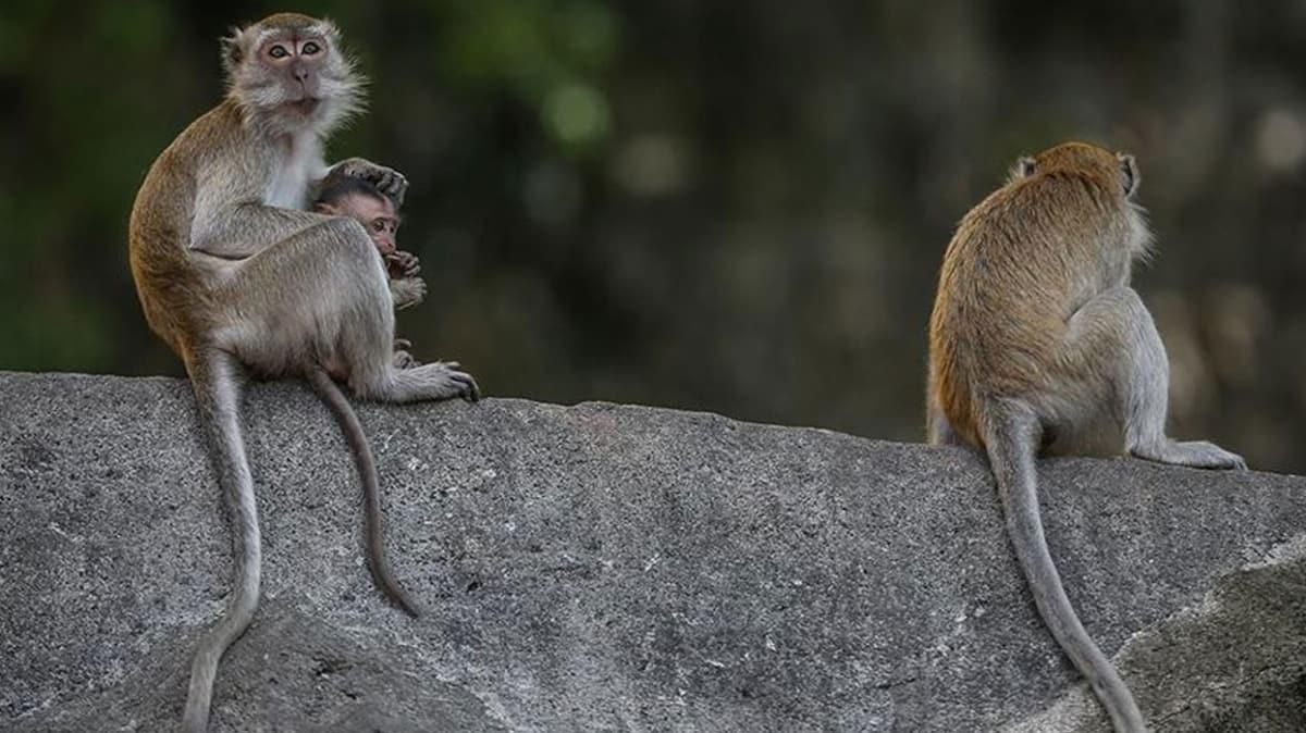 Maymunlarda da ie yarad! Sosyal mesafe mikroplarn yaylmasn engellemeye yardmc oldu