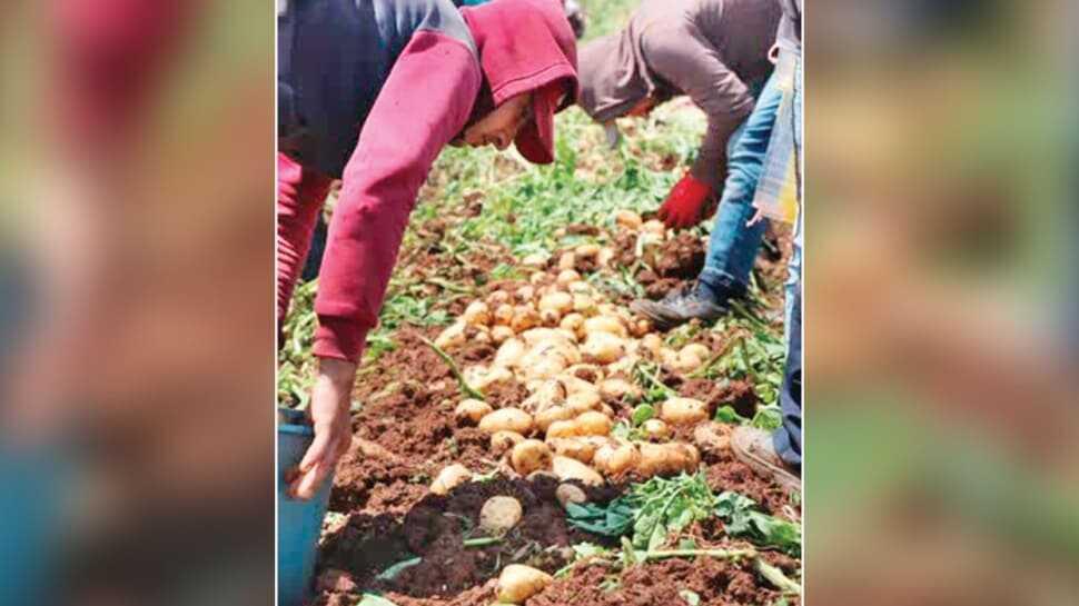 Patates ithalatına sınırlama
