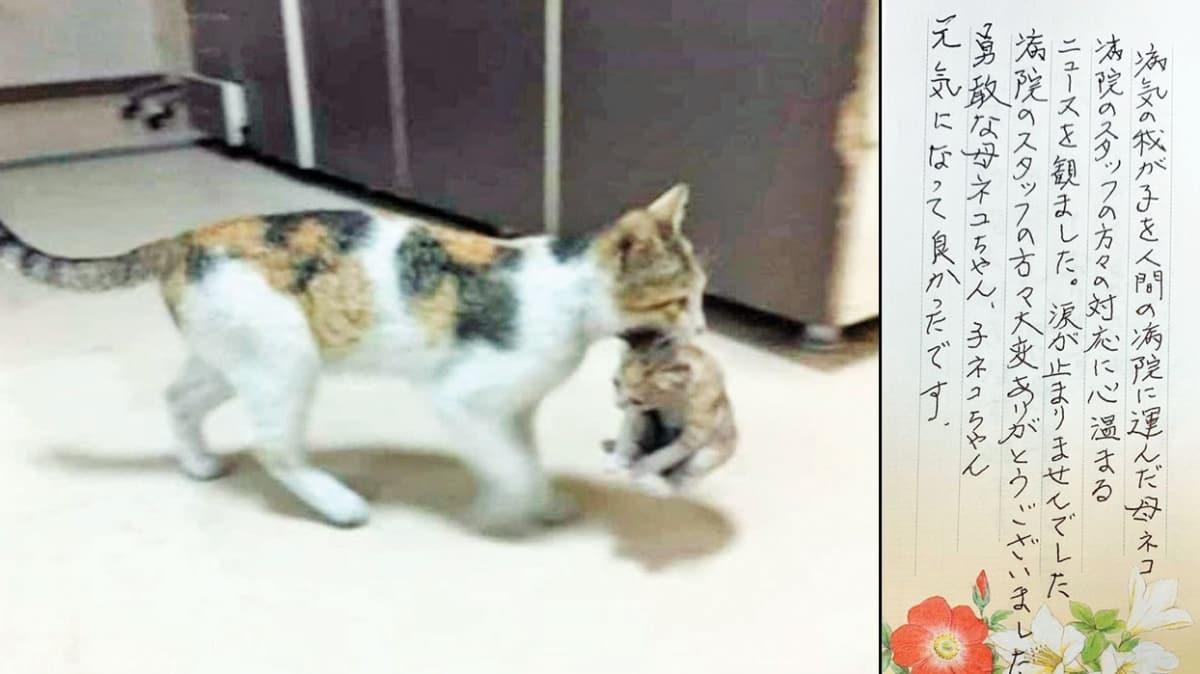 Kediyi tedavi eden hastaneye Japonya'dan srpriz